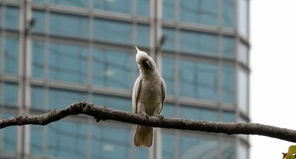 新玺配资 小葵花凤头鹦鹉在香港建立世界最大种群，它们算入侵物种吗？